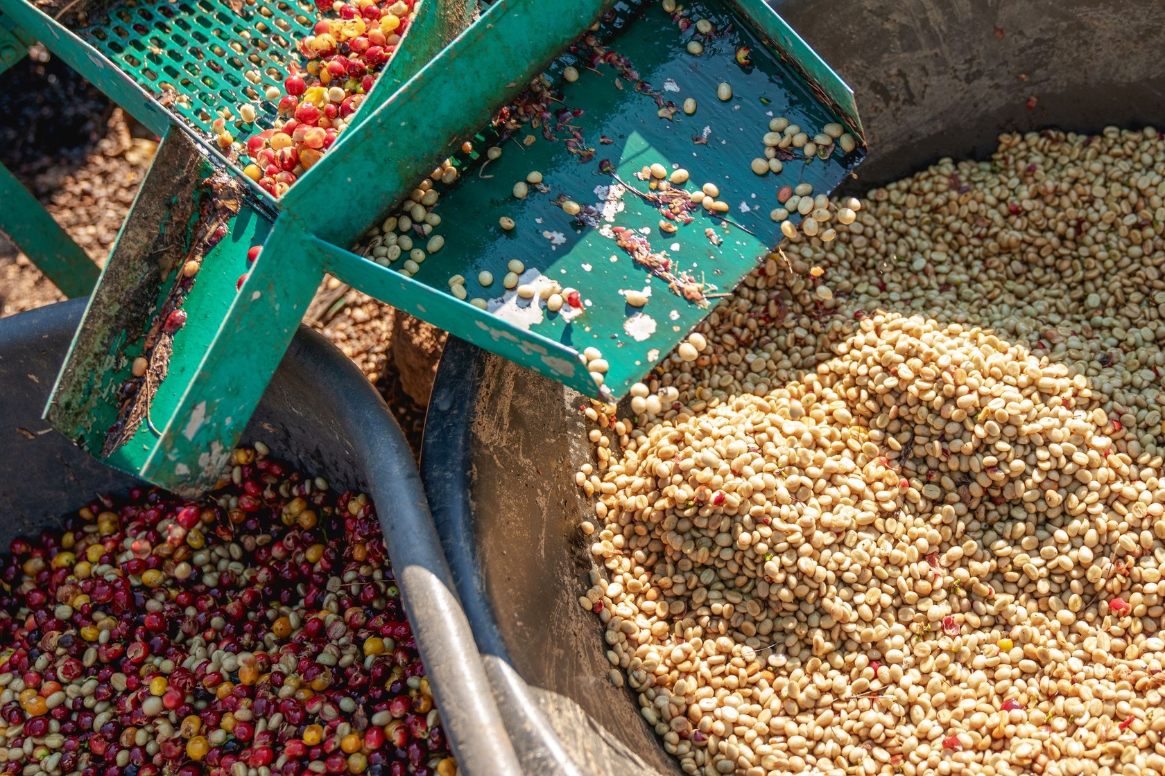 Pulping Maschine trennt Bohne Fruchtfleisch coffienna Pulping Maschine trennt Bohne Fruchtfleisch coffienna