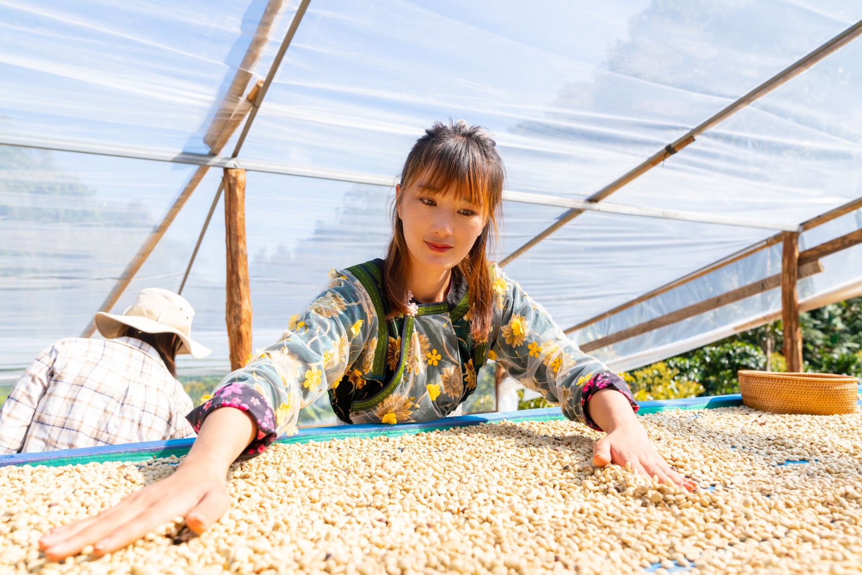Sorgfältige Trocknung von Rohkaffee