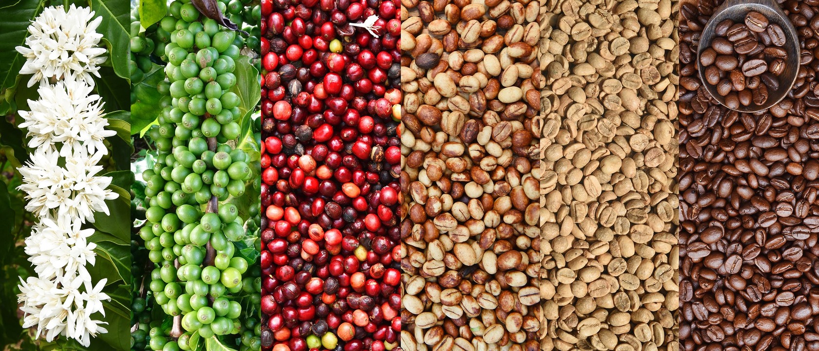 ernte kaffeebohnen kaffee online shop coffienna ernte kaffeebohnen kaffee online shop coffienna