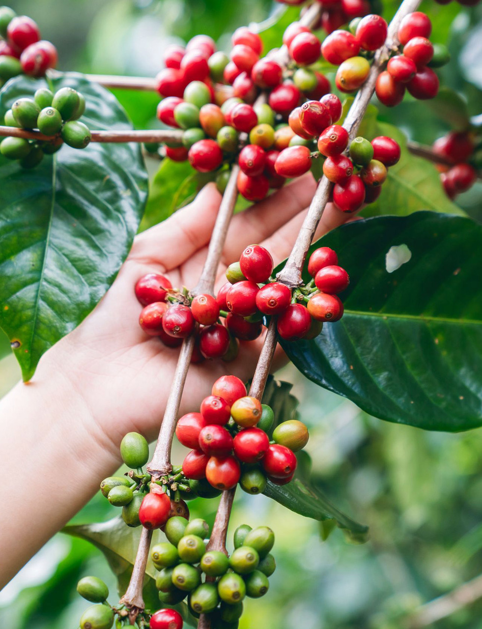 Fruechte Rote Kaffeekirsche Coffee Online Shop Coffienna Fruechte Rote Kaffeekirsche Coffee Online Shop Coffienna
