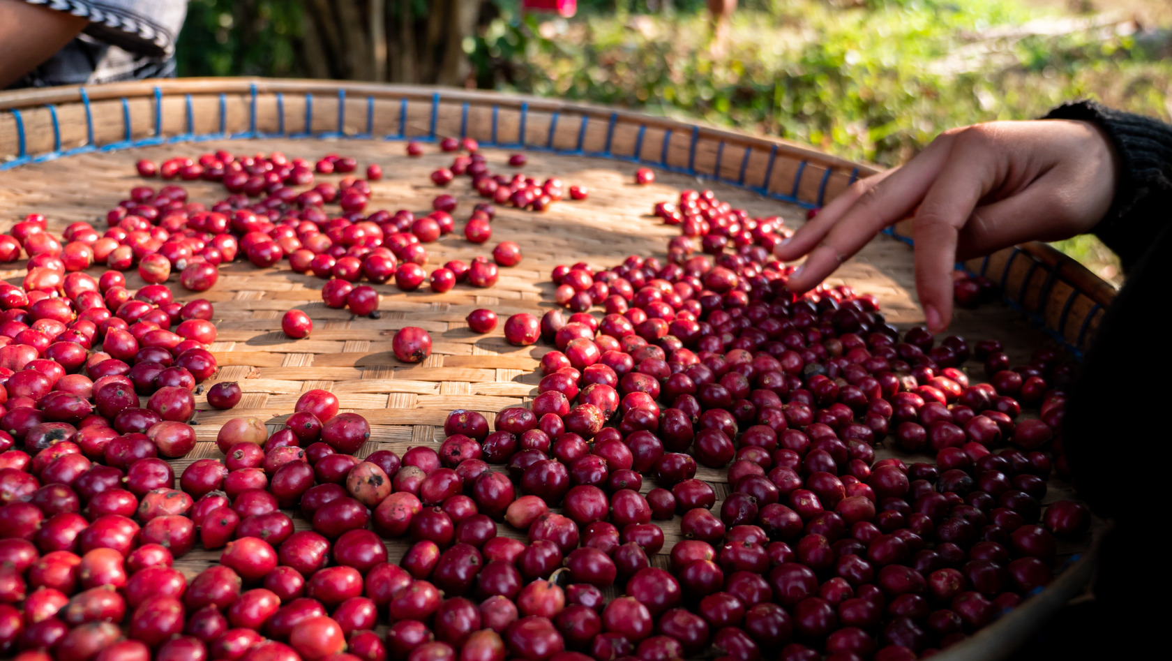 Genussmittel Kaffee Bohnenqualitaet Roesterei Coffienna Genussmittel Kaffee Bohnenqualitaet Roesterei Coffienna