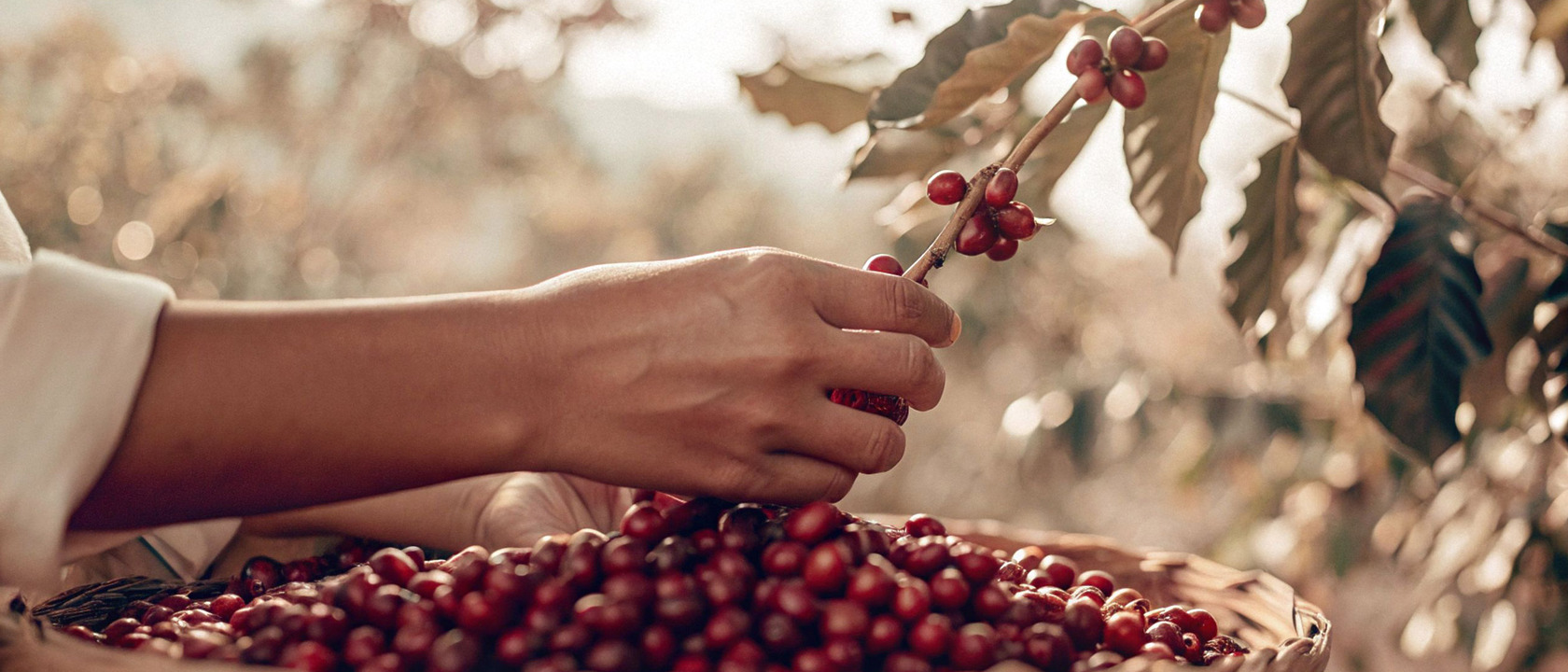 Kaffeekirschen Reife Ernte Kaffee Anbau Coffienna Kaffeekirschen Reife Ernte Kaffee Anbau Coffienna