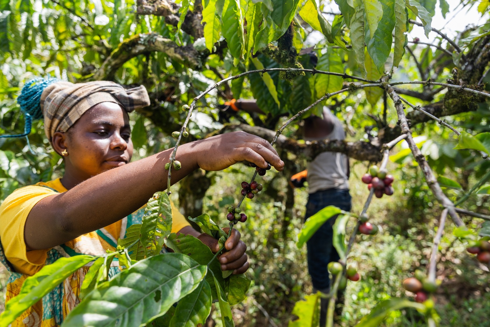 Plantage Kaffee fair-trade Partner Kaffeeherstellung Coffienna Plantage Kaffee fair-trade Partner Kaffeeherstellung Coffienna