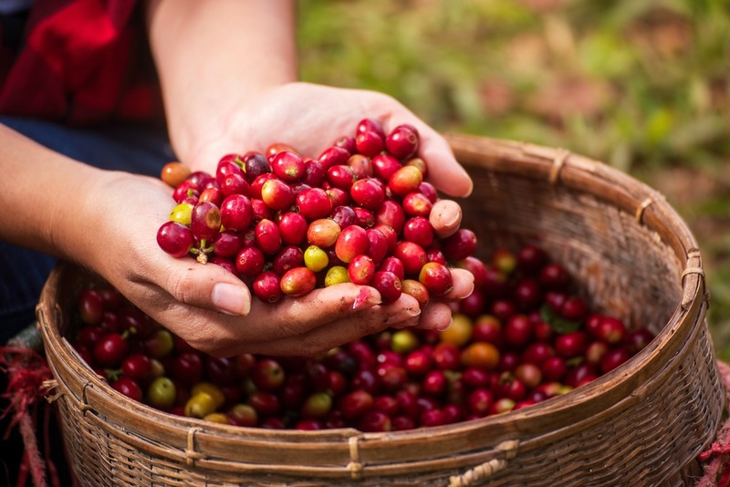 Close,Up,Hands,Harvest,Red,Seed,In,Basket,Robusta,Arabica Close,Up,Hands,Harvest,Red,Seed,In,Basket,Robusta,Arabica