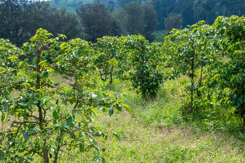 Exterior,Shot,Depicting,Coffee,Plants,In,A,Plantation,In,Western Exterior,Shot,Depicting,Coffee,Plants,In,A,Plantation,In,Western